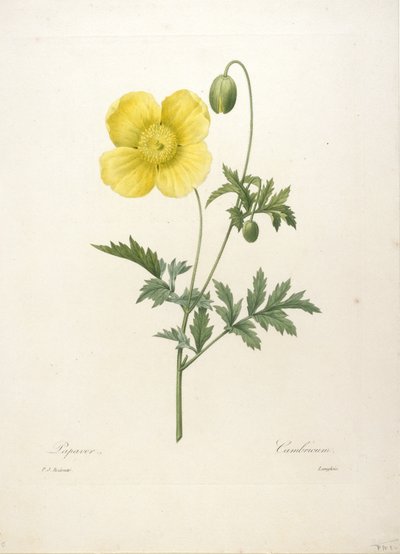 Papaver, de Choix Des Plus Belle Fleurs et des Plus Beaux Fruits, 1827 (grabado a puntos coloreado a mano) de Pierre Joseph Redouté