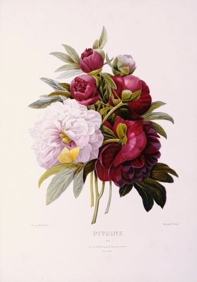 Peonías, grabado por Prevost de Pierre Joseph Redouté