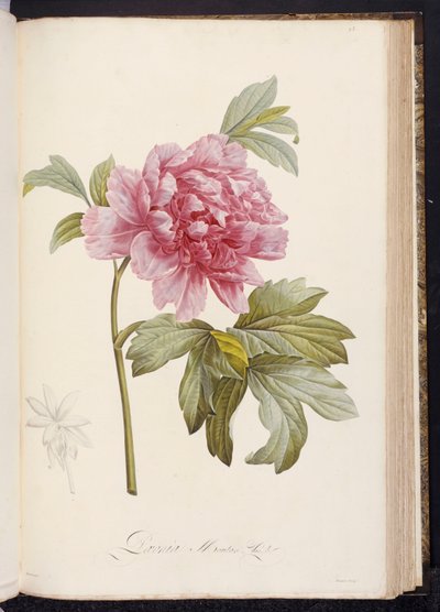 Peonía, de "Descripción de plantas raras y cultivadas en Malmaison y Navarre" por Aime Bonpland, 1812-14 de Pierre Joseph Redouté