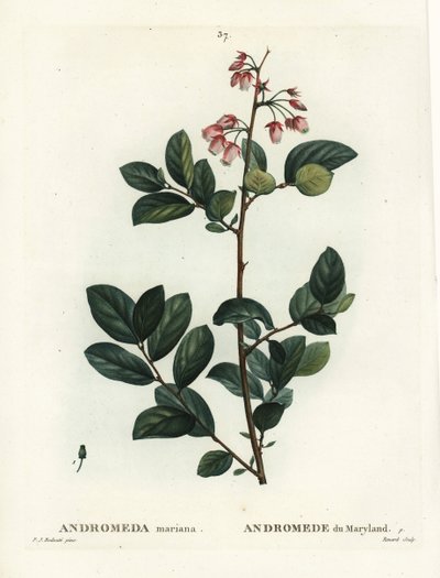 Pieris mariana de Pierre Joseph Redouté