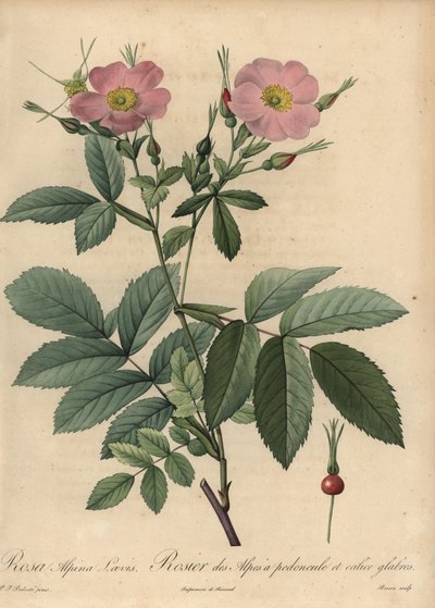 Rosa alpina rosa, Rosa pendulina de Pierre Joseph Redouté