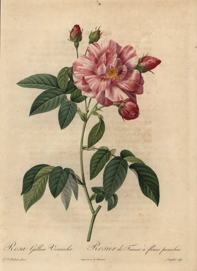 Rosa gallica rosa y blanca o rosa francesa, Rosa gallica de Pierre Joseph Redouté