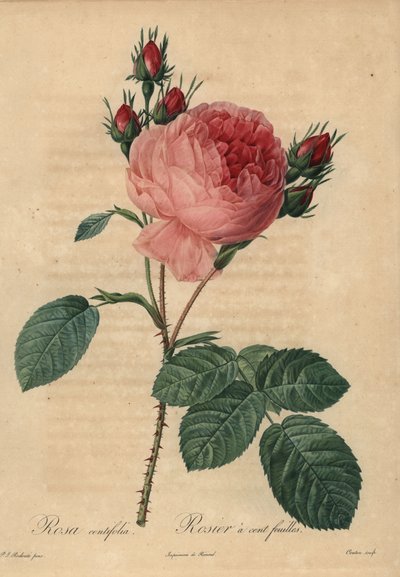 Rosa repollo rosa o rosa de Provenza, Rosa centifolia de Pierre Joseph Redouté