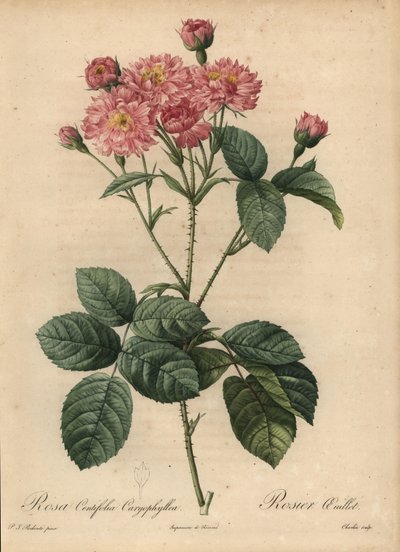 Rosa repollo de pétalos de clavel rosa, Rosa centifolia de Pierre Joseph Redouté