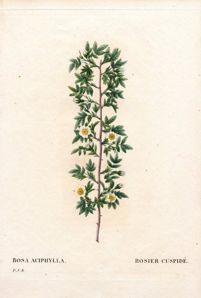 Rosa cuspidada rosa, variedad Rosa canina. Rosa cuspidada, Rosa aciphylla. Grabado en cobre a mano coloreado de 