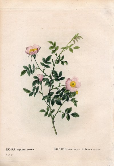 Rosa de seto rosa, Rosa aggrestis variedad, Rosa de los setos con flores rosadas. Grabado en cobre a mano coloreado de Pierre Joseph Redouté “Les Roses,” París de Pierre Joseph Redouté
