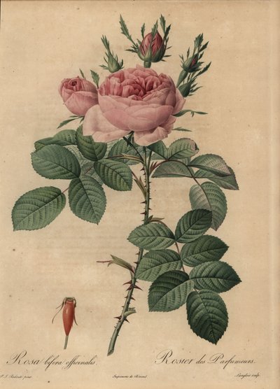 Rosa híbrida rosa, Rosa bifera de Pierre Joseph Redouté