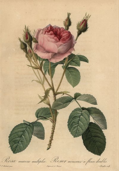 Rosa musgosa rosa, Rosa centifolia f. muscosa de Pierre Joseph Redouté