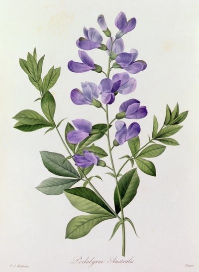 Podalyria australis (grabado en color) de Pierre Joseph Redouté