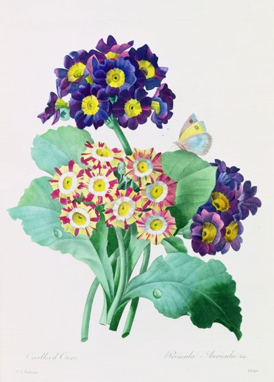 Primula Auricula (grabado en color) de Pierre Joseph Redouté