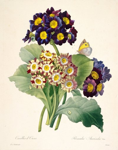 Primula auricula Primaveras, 1827 de Pierre Joseph Redouté