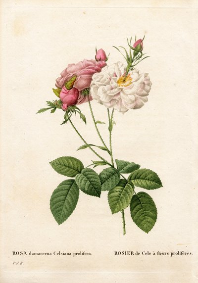 Rosa proliferante de Cels, Rosa damascena var. incarnata-maxima, Rosa de Cels con flores proliferantes. Grabado en cobre a mano coloreado de Pierre Joseph Redouté “Les Roses,” París de Pierre Joseph Redouté