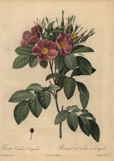 Rosa Carolina púrpura o rosa de pasto, Rosa carolina corymbosa de Pierre Joseph Redouté