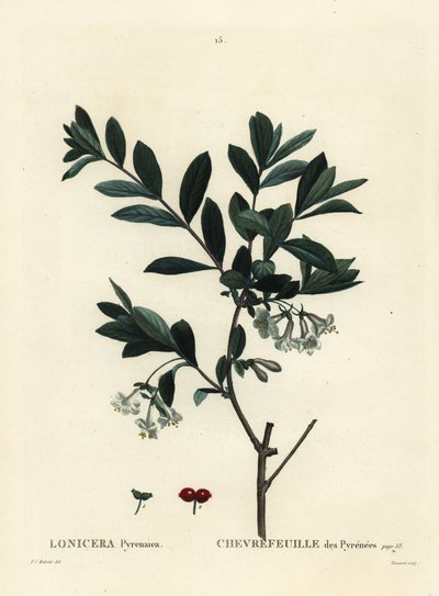 Madreselva de los Pirineos, Lonicera pyrenaica. Grabado a puntos de color a mano por Tessaert después de una ilustración de Pierre-Joseph Redouté del Tratado de los Árboles y Arbustos de Henri Louis Duhamel du Monceau, París de Pierre Joseph Redouté