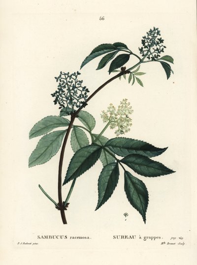 Saúco rojo o saúco de bayas rojas, Sambucus racemosa. Grabado a puntos coloreado a mano por Miss Brenet después de una ilustración de Pierre-Joseph Redoute del 