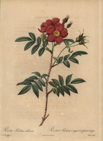 Rosa roja, Rosa de Pierre Joseph Redouté