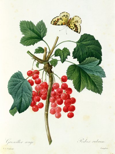 Grosellas rojas, p. de Langois (impresión) de Pierre Joseph Redouté