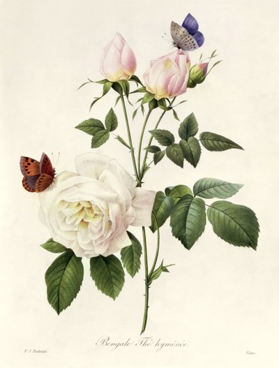 Rosa: Bengale el Himeneo, de 