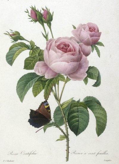 Rosa Centifolia, Rosier a cent feuilles, de Choix Des Plus Belle Fleurs et des Plus Beaux Fruits, 1827 de Pierre Joseph Redouté