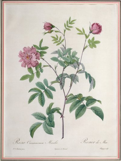 Rosa Cinnamomea Maialis, grabado por Chapuy, publicado por Remond de Pierre Joseph Redouté