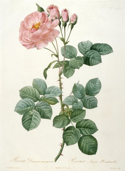 Rosa Damascena aurora, Rosier Aurore Poniatowska de La Couronne de roses, 1817-1824 de Pierre Joseph Redouté