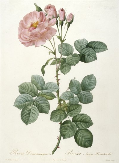 Rosa Damascena aurora, Rosier Aurore Poniatowska, de La Couronne Des Roses, 1817-1824 de Pierre Joseph Redouté