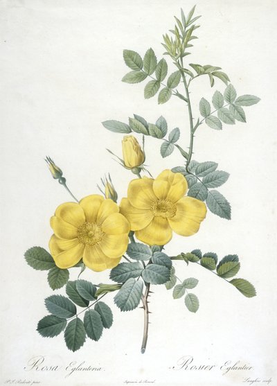 Rosa Eglanteria, Rosier Eglantier, de Les Roses, 1817-24 (grabado a puntos coloreado a mano) de Pierre Joseph Redouté