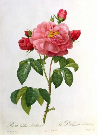 Rosa Gallica Aurelianensis, grabado por Eustache Hyacinthe Langlois (1777-1837) de Pierre Joseph Redouté