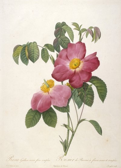 Rosa Gallica rosea flore simplici, Rosier de Provins a fleurs roses et simples, de La Couronne Des Roses, 1817-24 (grabado a puntos coloreado a mano) de Pierre Joseph Redouté