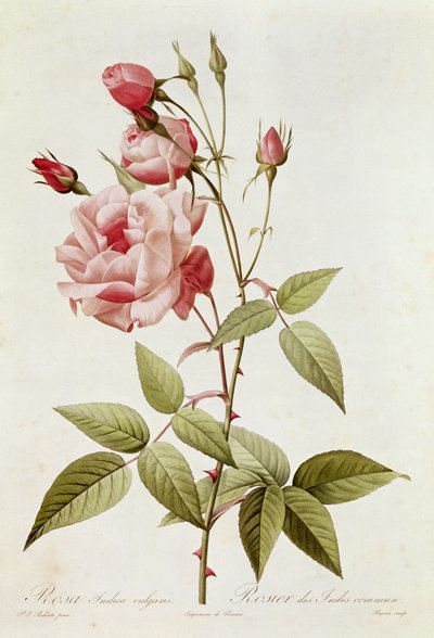 Rosa Indica Vulgaris, de 