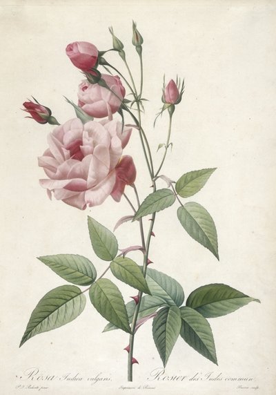 Rosa Indica vulgaris, Rosier des Indes commun, de Les Roses, 1817-24 de Pierre Joseph Redouté