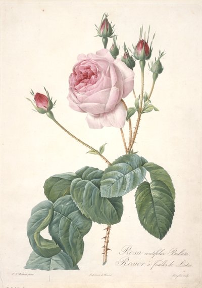 Rosa centifolia Bullata, Rosier a feuilles de Laitue, de Les Roses, 1817-24 de Pierre Joseph Redouté