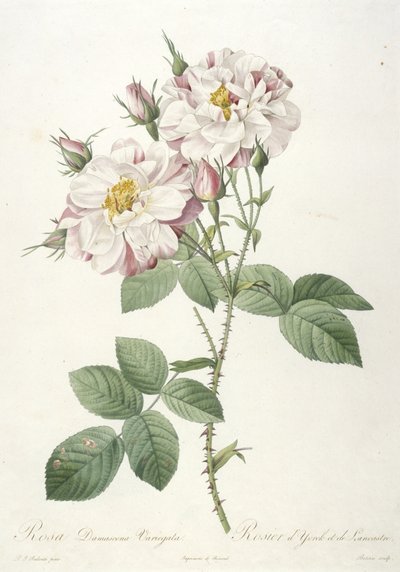 Rosa damascene variegata, Rosier dYorck et de Lancastre, de La Couronne des Roses, 1817-24 de Pierre Joseph Redouté