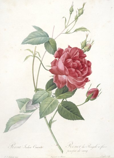 Rosa indica cruenta, Rosier du Bengale a fleurs pourpre de sang, de Les Roses, 1817-24 de Pierre Joseph Redouté