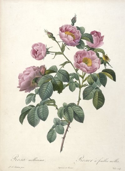 Rosa mollissima, Rosier a feuilles molles, de Les Roses, 1817-24 de Pierre Joseph Redouté
