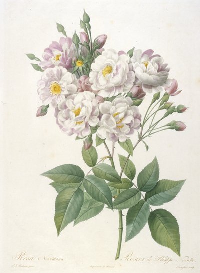 Rosa noisettiana, Rosier de Philippe de Noisette, de La Couronne des Roses, 1817-24 de Pierre Joseph Redouté