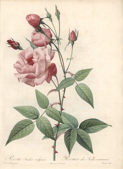 Rosa Bengal Rose - Aguafuerte de Bessin, basado en una ilustración de Pierre Joseph Redouté (1759-1840), de Les Roses de Pierre Joseph Redouté