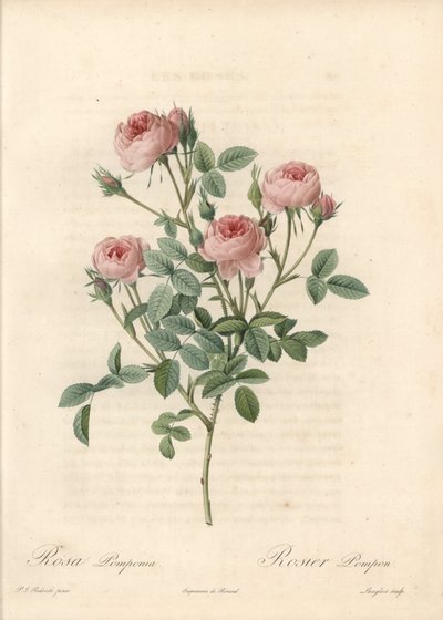 Rose de Meaux a flores rosas - Aguafuerte de Langlois, basada en una ilustración de Pierre Joseph Redoute (1759-1840), de Les Roses de Pierre Joseph Redouté