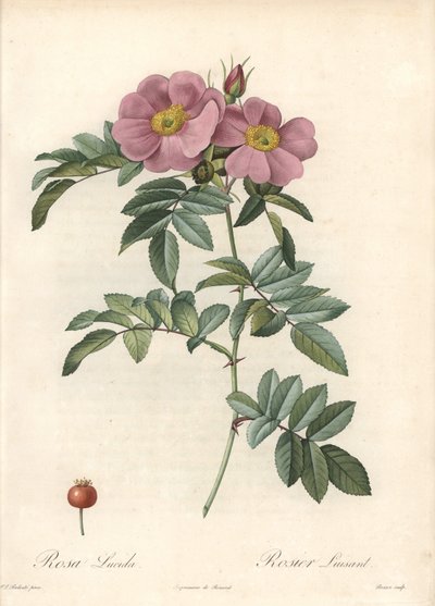Rosa de Virginia, con flores rosadas - Aguafuerte de Bessin, basada en una ilustración de Pierre Joseph Redouté, de 