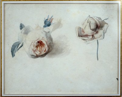 Estudio de rosa Acuarela de Pierre Joseph Redouté (1759-1840) siglo XIX Malmaison, museo del castillo de Pierre Joseph Redouté