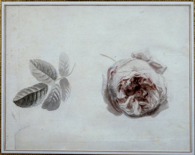 Estudio de rosa Acuarela de Pierre Joseph Redouté (1759-1840) siglo XIX Malmaison, museo del castillo de Pierre Joseph Redouté