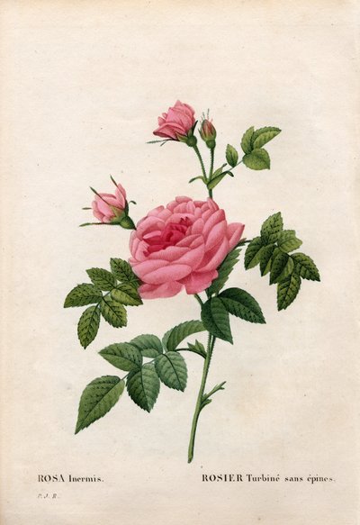 Rosa sin espinas, Rosa francofurtana variedad, Rosier turbine sin espinas. Grabado en cobre a mano coloreado de Pierre Joseph Redouté “Les Roses,” París de Pierre Joseph Redouté