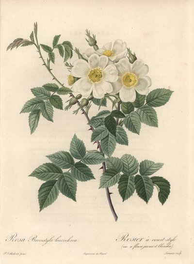 Rosal de estilo corto, variedad con flores amarillas y blancas - Aguafuerte de Langlois Charlin, de una ilustración de Pierre Joseph Redoute, extracto de Les Roses de Pierre Joseph Redouté