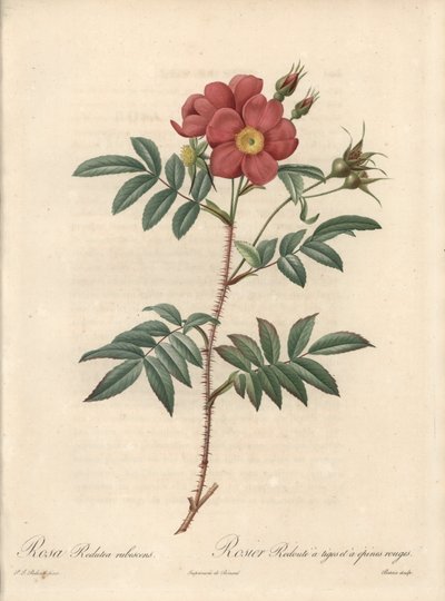 Rosal brillante - Aguafuerte de Bessin, basada en una ilustración de Pierre Joseph Redoute (1759-1840), de Les Roses de Pierre Joseph Redouté