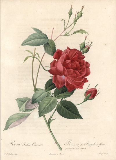 Rosal de China - Aguafuerte de Langlois, basado en una ilustración de Pierre Joseph Redoute, de Les Roses de Pierre Joseph Redouté
