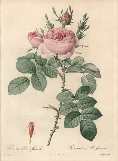 Rosal de Damasco - Aguafuerte de Langlois, basada en una ilustración de Pierre Joseph Redoute (1759-1840), de Les Roses de Pierre Joseph Redouté