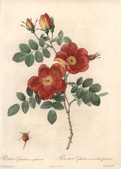 Rosier fétide o zarza de Austria - Aguafuerte de Coutan, basado en una ilustración de Pierre Joseph Redouté (1759-1840), de Les Roses de Pierre Joseph Redouté