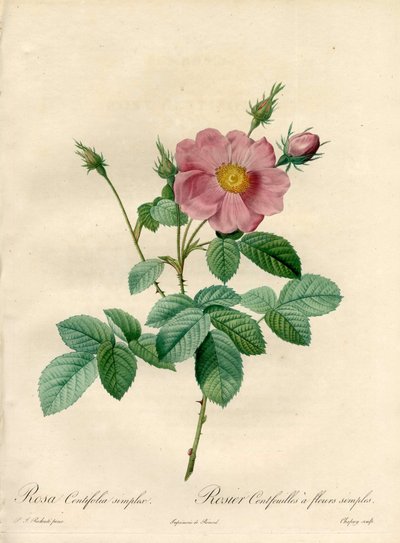 Rosal de cien hojas con flores simples - Aguafuerte de Chapuy, de una ilustración de Pierre Joseph Redouté, de 