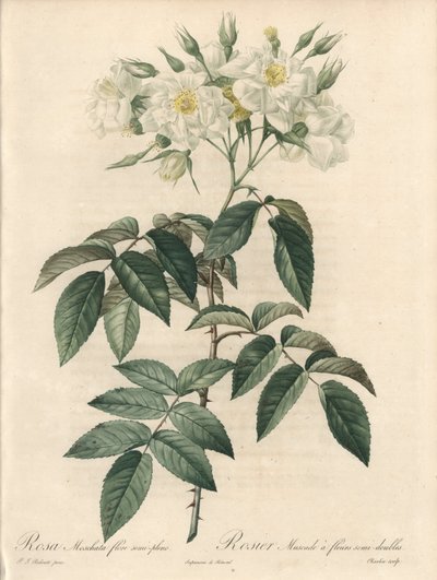 Rosier musque, con flores dobles - Eau forte de Charlin, de una ilustración de Pierre Joseph Redoute, extracto de Les Roses de Pierre Joseph Redouté
