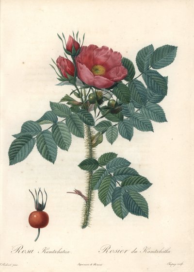 Rosa rugosa o rosa de Kamchatka - Aguafuerte de Chapuy, basada en una ilustración de Pierre Joseph Redoute (1759-1840), de Les Roses de Pierre Joseph Redouté